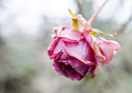 Whithering rose in an autumn garden close upの写真素材