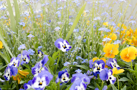 A field of colorful pansies and forget-me-notsの写真素材