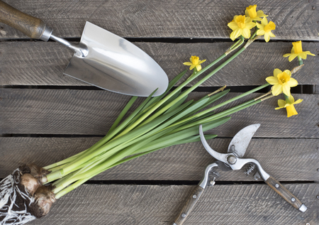 Spring planting yellow daffodils with garden garden trowel and shears on a wooden backgroundの写真素材