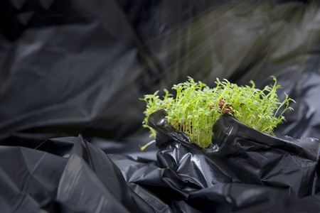 Small green grass growing through a hole in a black plastic bag, sunlightsの写真素材