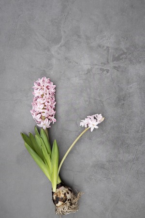 Pink hyacinthus on grey background. top viewの写真素材