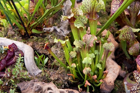 A garden of red and green patterned sarracenia leucophylla plantの写真素材