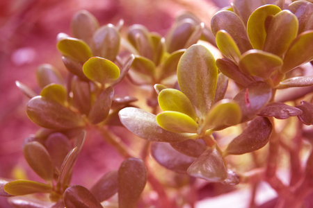 Jade plant leaves background colored in coral