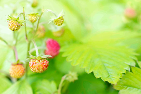 Wild straberrries and green leaves on stems
