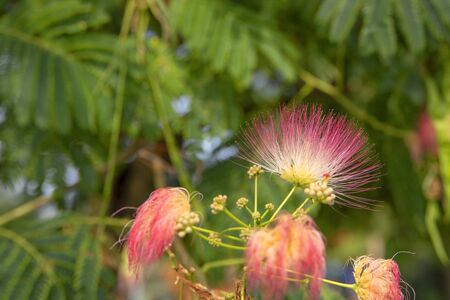Blooming pink mimosa flowers close up with green leavesの写真素材