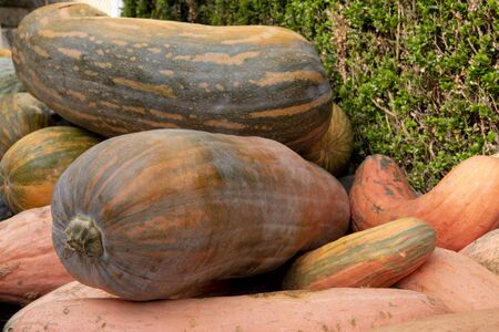 Giant long orange and green pumpkins, halloweenの写真素材