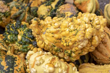 Many different pumpkins in different strange formsの写真素材