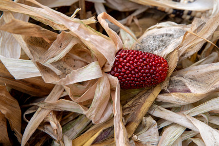 Colorful cobs of dried corn with leaves