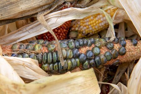 Colorful cobs of dried corn with leavesの写真素材