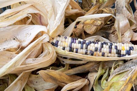 Colorful cobs of dried corn with leavesの写真素材