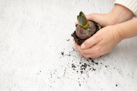 Femail hands holding haycintus with roots, soilの写真素材