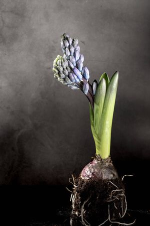 Purple hyacithus with bulb and roots in soil, green leaves on dark grey backgroundの写真素材