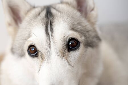 Siberian husky eyes in close up, white and grey furの写真素材