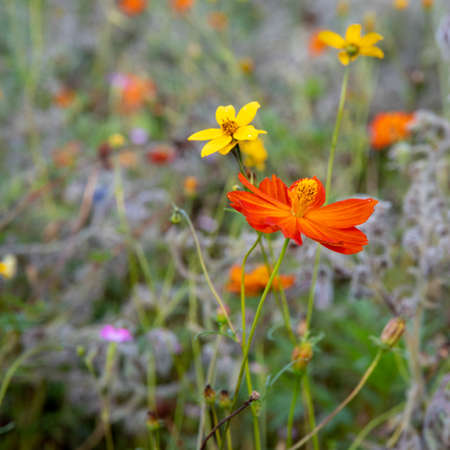 Plenty colorful blooming flowers on a meadow in autumnの写真素材