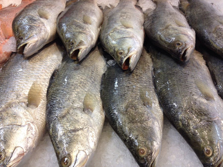 Fish