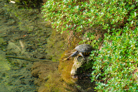 Turtle sitting on a stone near pond
