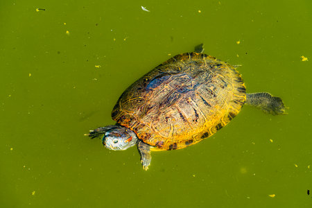 Turtle in the pondの写真素材