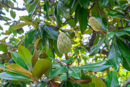 Magnolia grandiflora fruit. Magnolia fruits on a tree branch close-upの写真素材