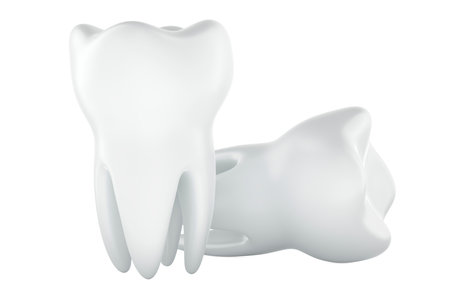 Human teeth, molar teeth. 3D rendering isolated on white backgroundの写真素材