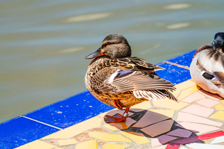 Wild Duck on Mosaic tiled by the water