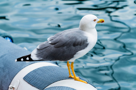 Close-Up of Yellow-Legged Gull on Dock