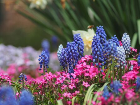 Spring flowerの写真素材