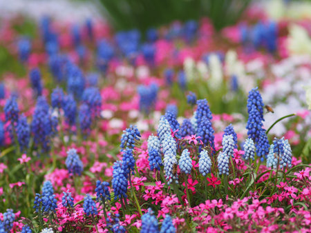 Spring flowerの写真素材