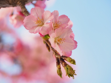 Cherry blossomの写真素材