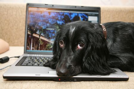 Animal, Animals, pets, pet, Dog, Dogs,  Russian Spaniel,の写真素材