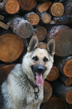 Animal, Animals, pets, pet, Dog, Dogs, German Shepherd, の写真素材