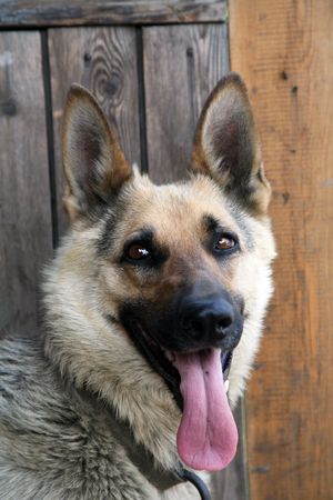 Animal, Animals, pets, pet, Dog, Dogs, German Shepherd, の写真素材