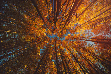 A low-angle shot of an orange canopy of leaves in a forest in the autumn.の写真素材