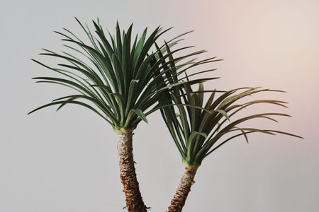 Agave palm tree plant on gray backgroundの写真素材