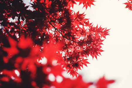 A low-angle shot of red maple trees against a clear white background.の写真素材