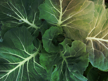 Cabbage plants Vale de Cambra.の写真素材