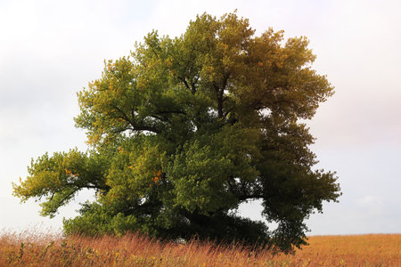 Cottonwoodの写真素材