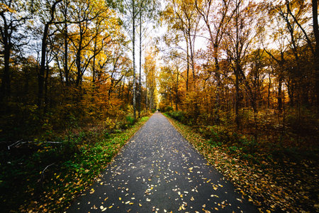 Autumn leaves on a narrow asphalt road in Planterwald.の写真素材