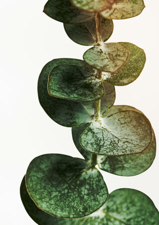 Eucalyptus round leaves posterの写真素材