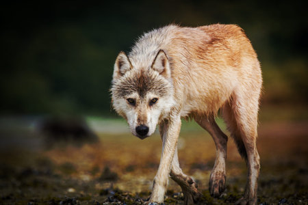 Coastal wolf background