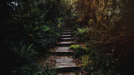 Forest desktop wallpaper, tropical jungle pathway backgroundの写真素材