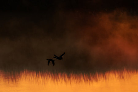 Dark brown nature background, birds designの写真素材