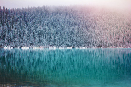 Snow covered woodland in Lake Louise.の写真素材