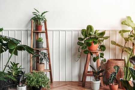 Indoor houseplants, plant parent interior designの写真素材