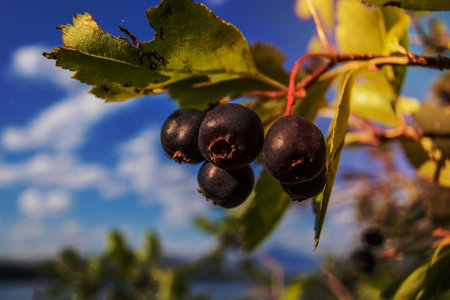 Serviceberry - Amelanchier alnifoliaの写真素材