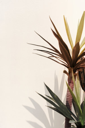 Indoor decorating plant shadow on a white wall with design spaceの写真素材