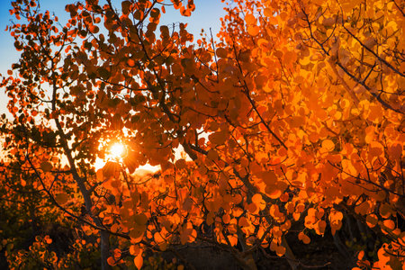 The Bodie Hills regionの写真素材