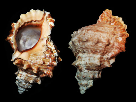Red-ringed Frog Shell, Red-mouth Frog Shell