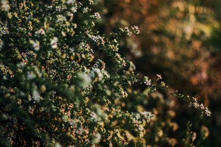 Tree branch with white and yellow blossom and green hedge in Spring.の写真素材