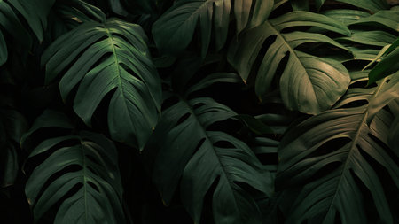 Leaf wallpaper, green Monsteraの写真素材