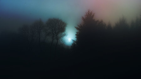 Forest desktop wallpaper, misty night backgroundの写真素材